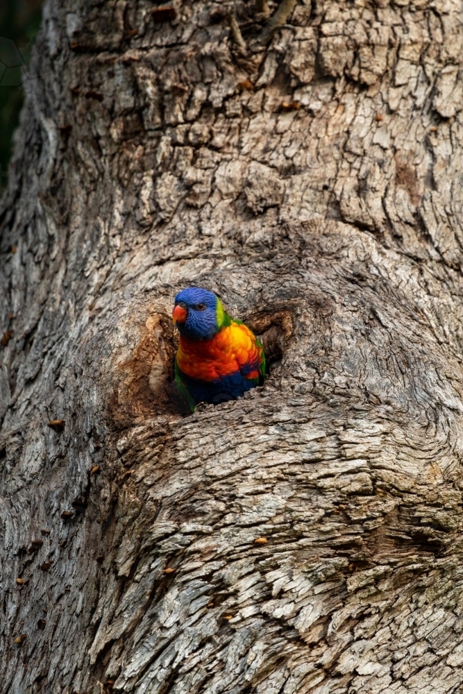 bird looking out of nest in tree hollow vertical - Australian Stock Image