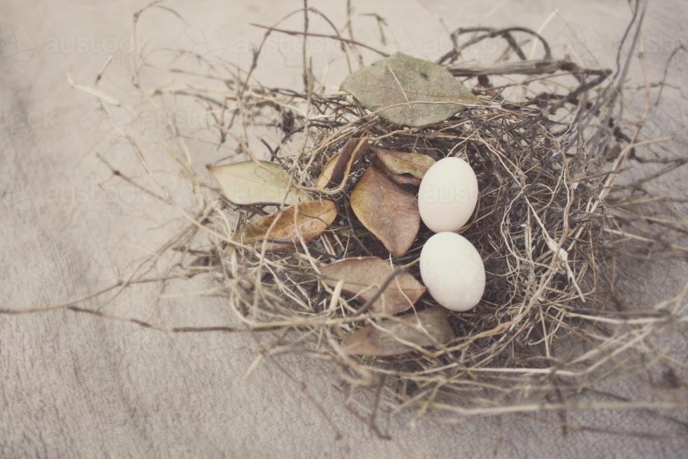 Bird nest with two eggs - Australian Stock Image
