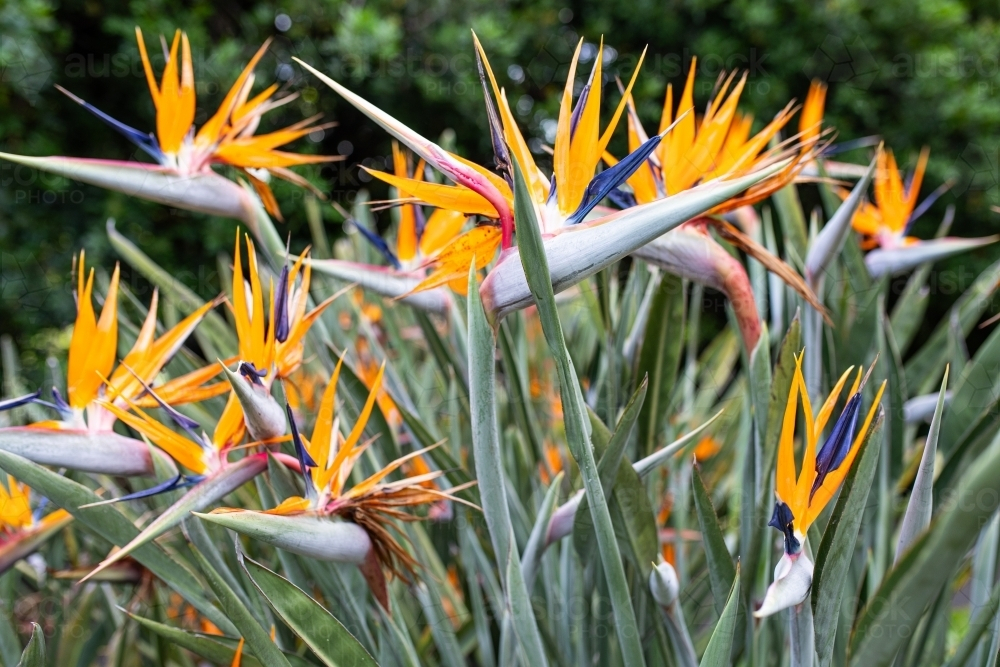 Bird of Paradise Flower in garden - Australian Stock Image
