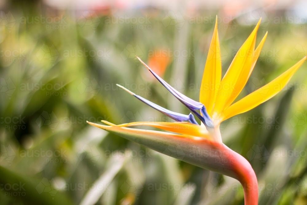 Bird of Paradise in the garden - Australian Stock Image