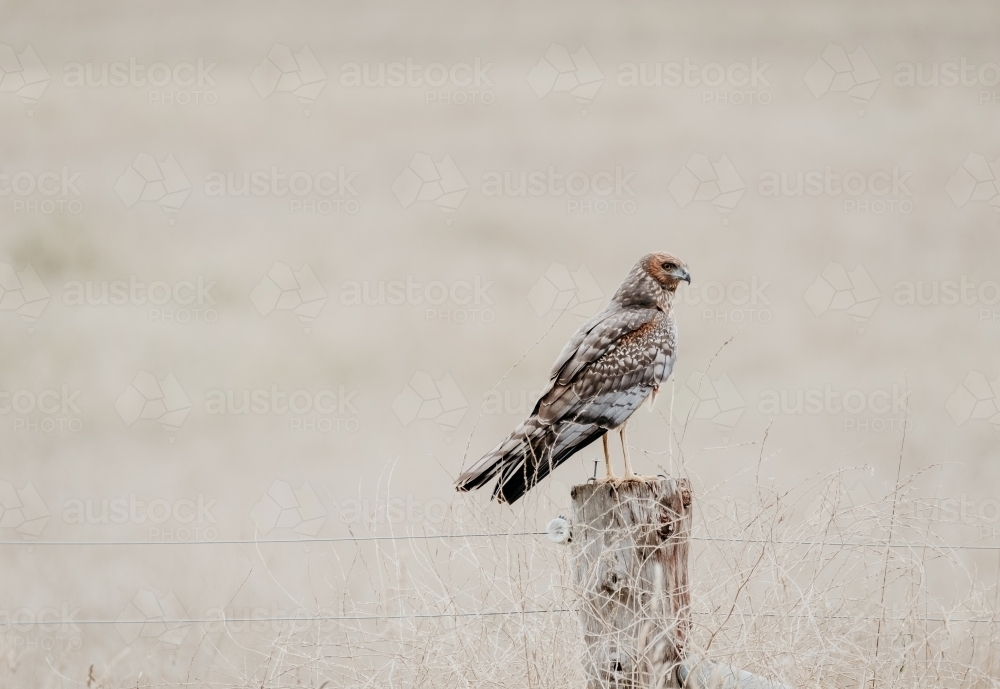 Bird of prey sits on a country fence with dry grass background. - Australian Stock Image