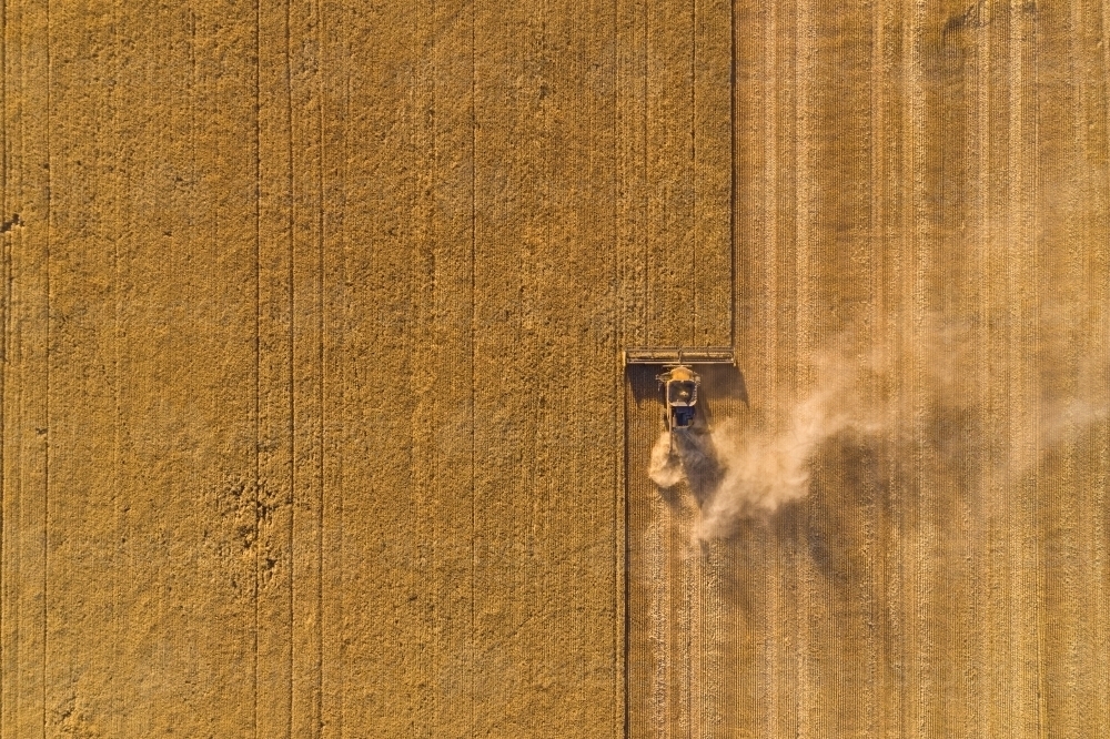 Bird's eye view of a header harvesting a barley crop - Australian Stock Image