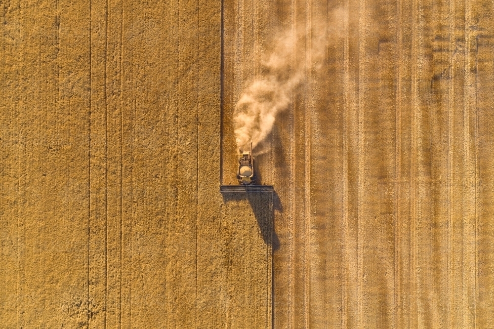 Bird's eye view of a header harvesting a barley crop in the late afternoon. - Australian Stock Image