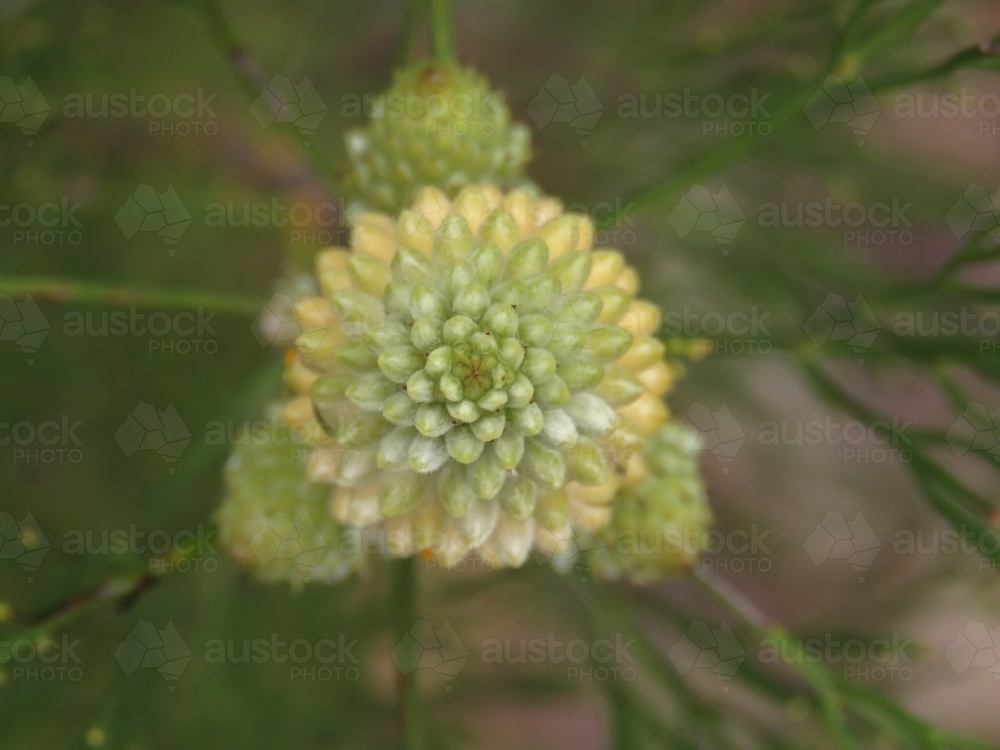 Bird's eye view of new 'drumsticks' wildflowers with leaves - Australian Stock Image