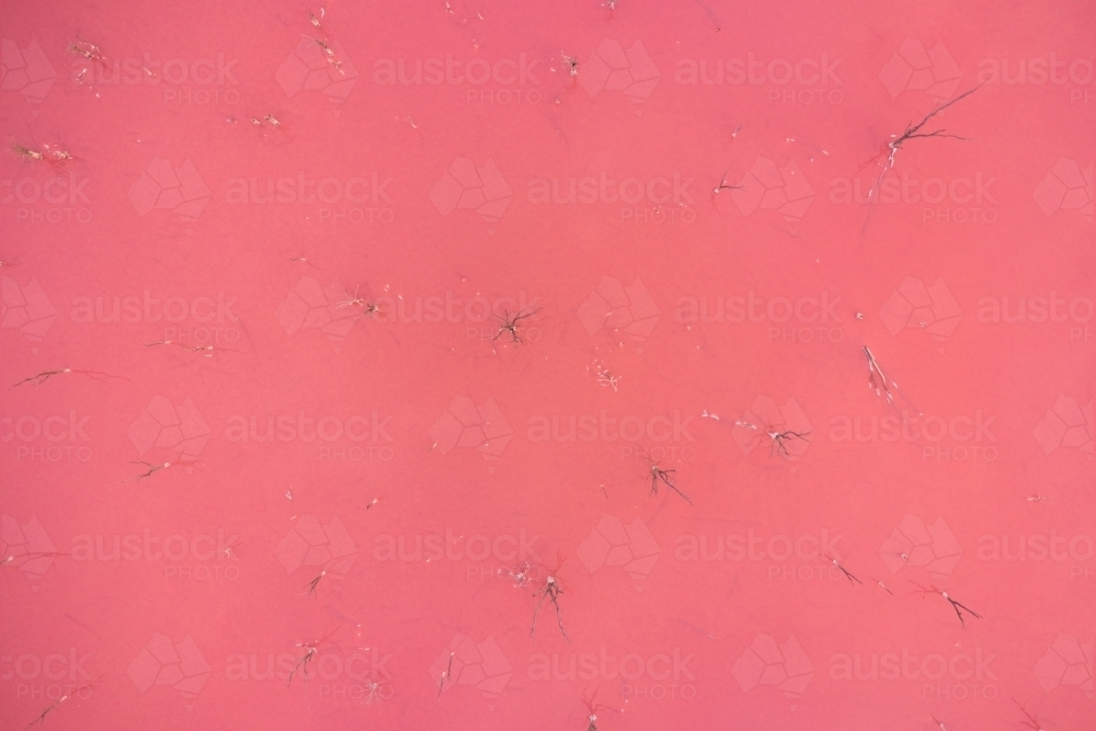 Bird's eye view of the pink water of a salt lake with dead trees scattered through the water. - Australian Stock Image