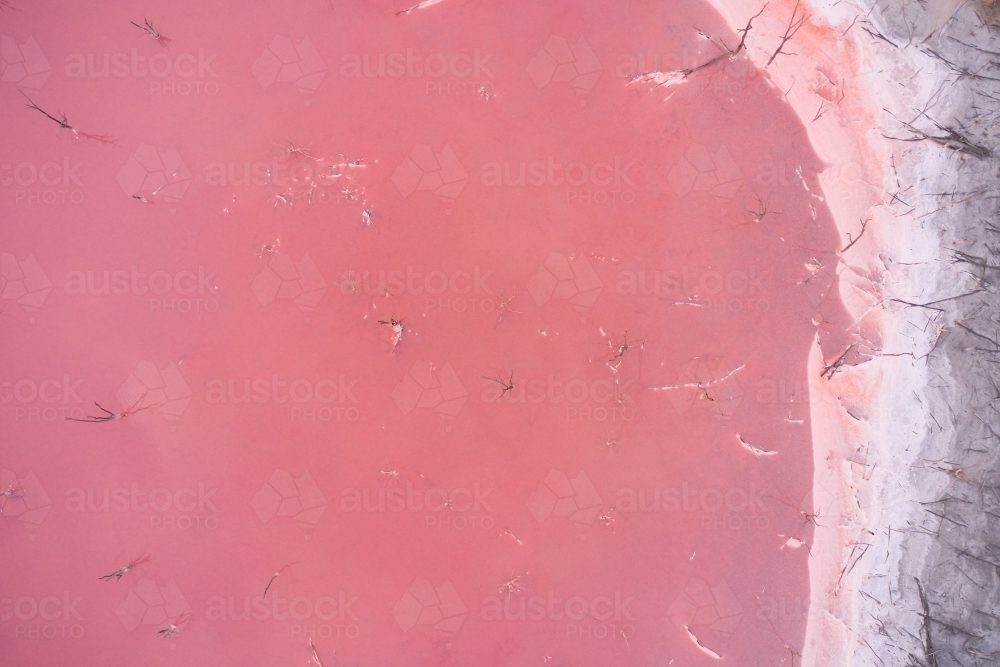 Bird's eye view of the white salty banks of a pink salt lake with dead trees in Western Australia - Australian Stock Image