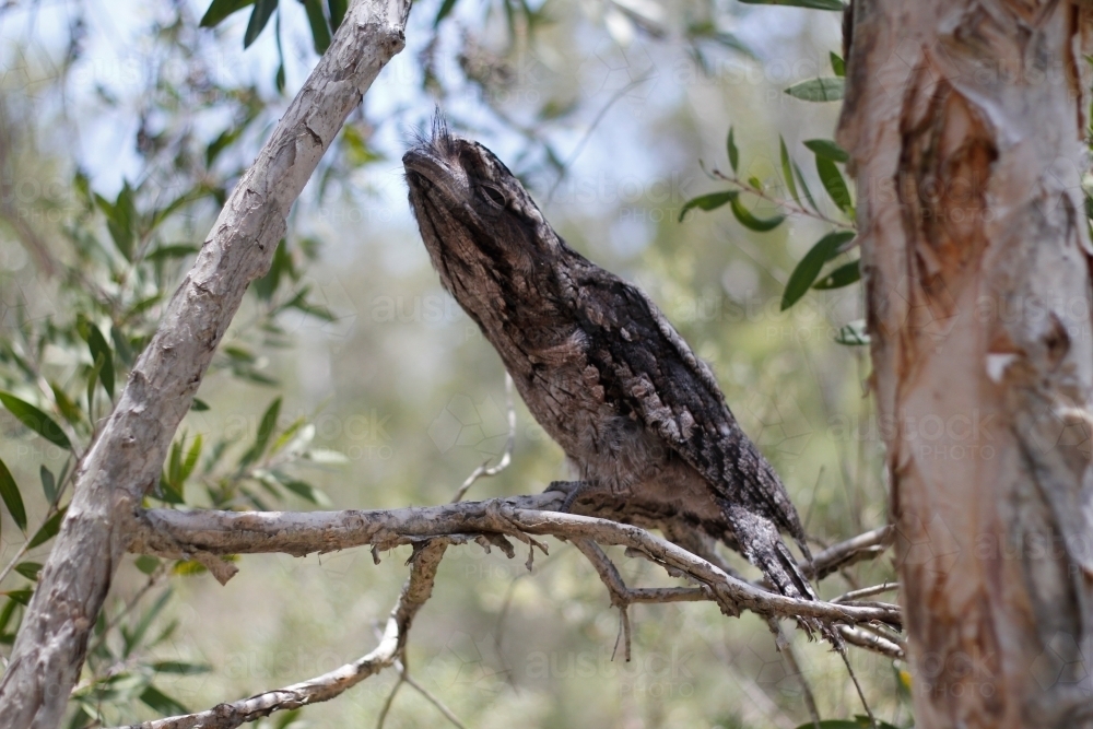 Tawny Frogmouth sitting on branch of tree in bushland - Australian Stock Image