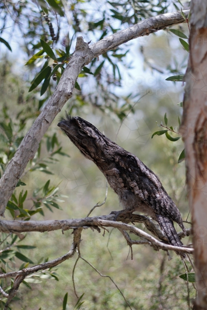 Bird sitting on branch of tree in bushland - Australian Stock Image