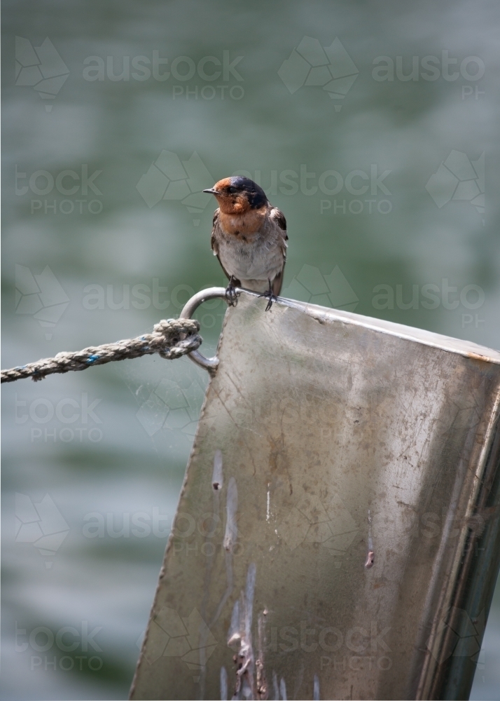 bird standing on a pylon at a coastal location - Australian Stock Image