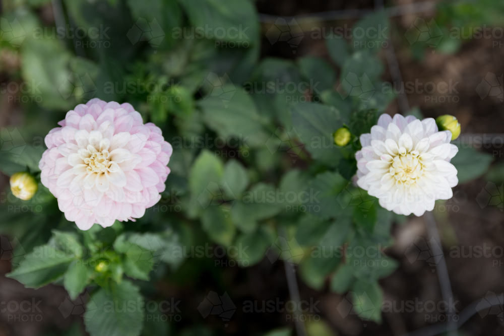 Birds eye view of Twin dahlias in a garden - Australian Stock Image