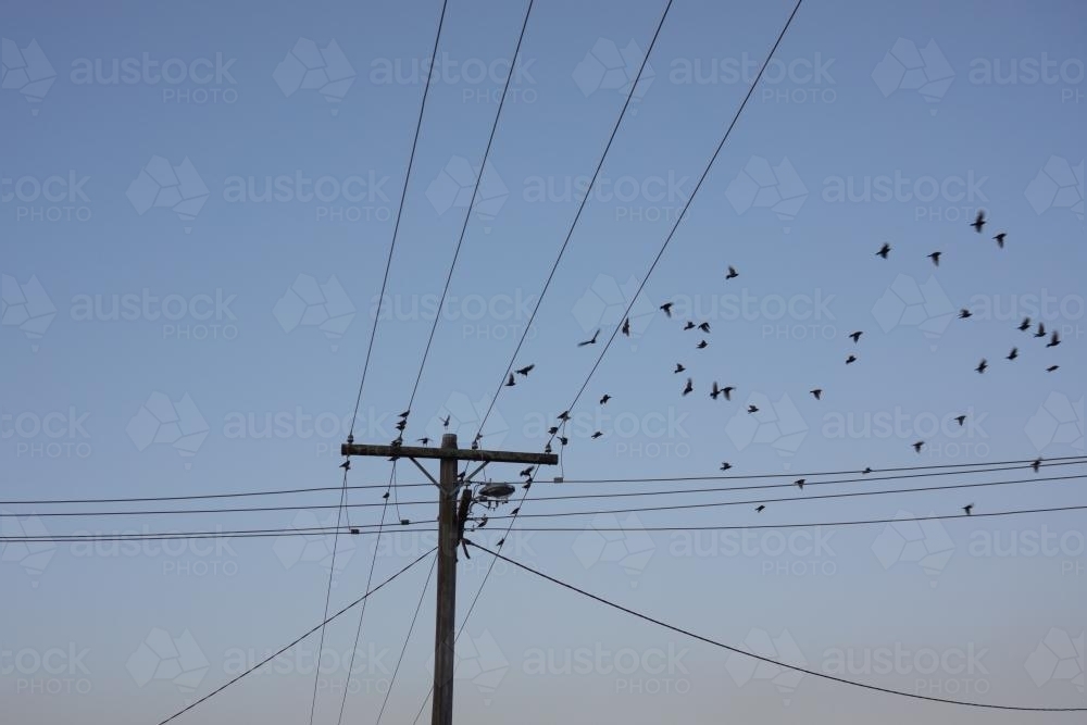 Birds flying from power lines - Australian Stock Image