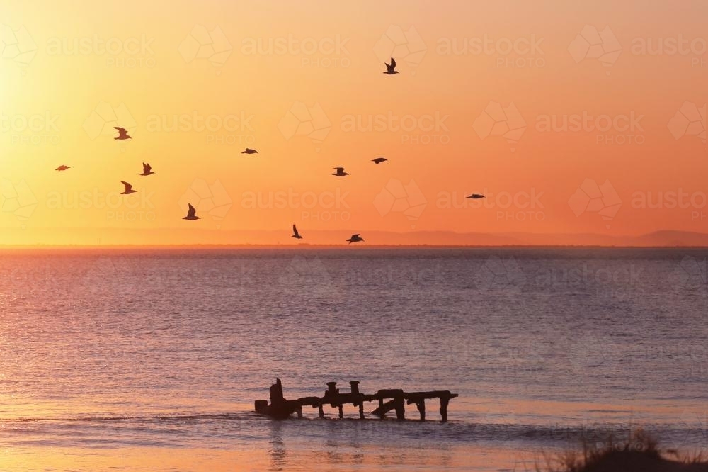 Birds flying over sea on an orange island sunset - Australian Stock Image