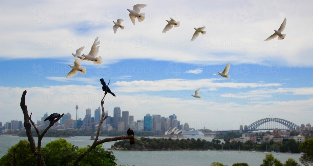 Birds Flying Over the Sydney Harbour - Australian Stock Image