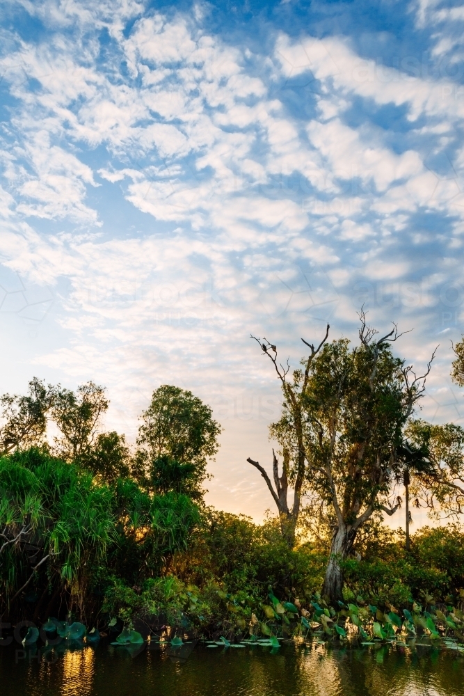 birds in the trees in a wetland, Northern Territory, Australia - Australian Stock Image
