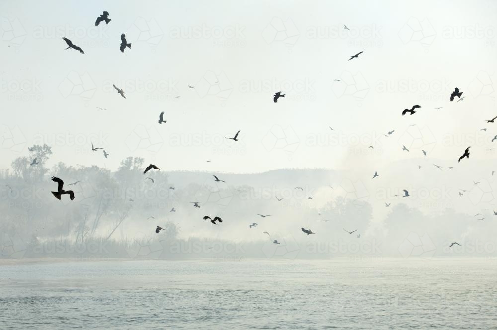 birds of prey chasing insects in wildfire - Australian Stock Image