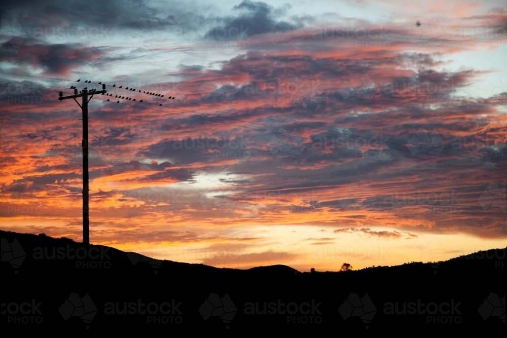 Birds on a power line at sunrise - Australian Stock Image