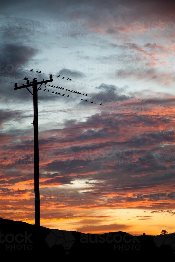 Birds on a power line at sunrise - Australian Stock Image