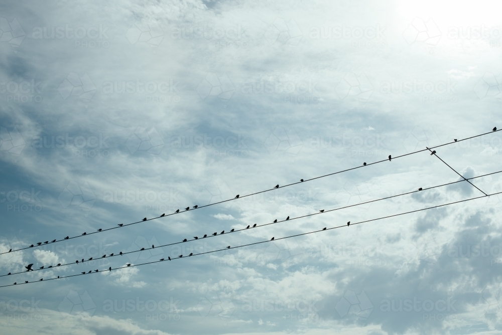 Birds on a wire against cloudy sky - Australian Stock Image