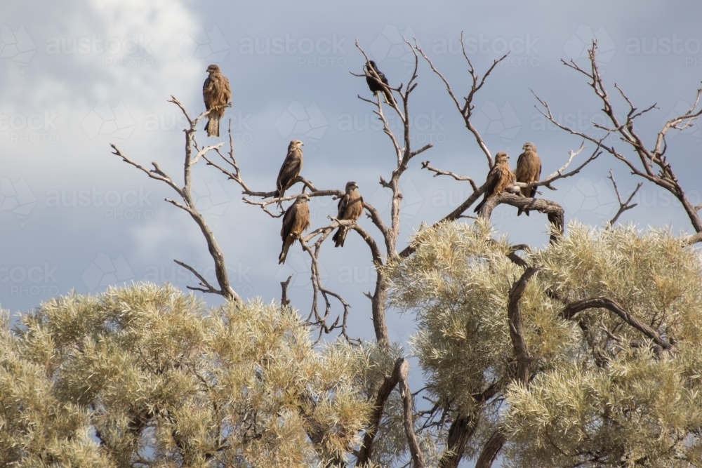 Birds sitting in a tree - Australian Stock Image