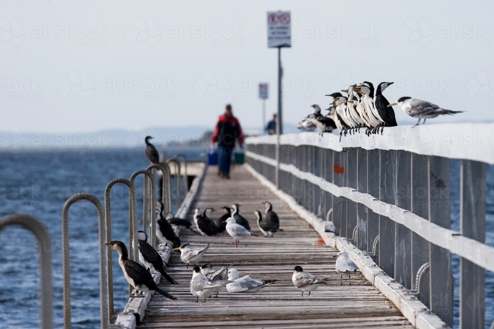 Birds sitting on a pier with a fisherman walking in background - Australian Stock Image