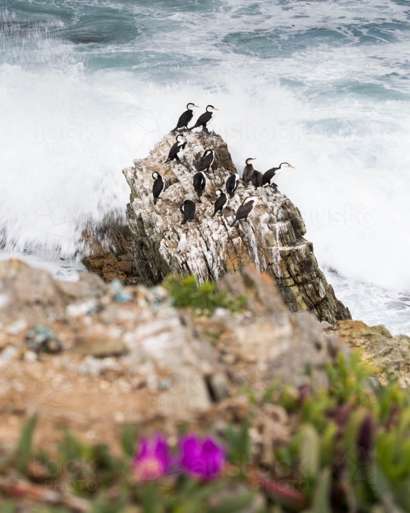 Birds sitting on rock being crashed by ocean waves - Australian Stock Image