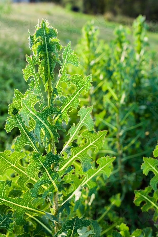 Image of Bitter lettuce, weed growing wild in empty lot Austockphoto