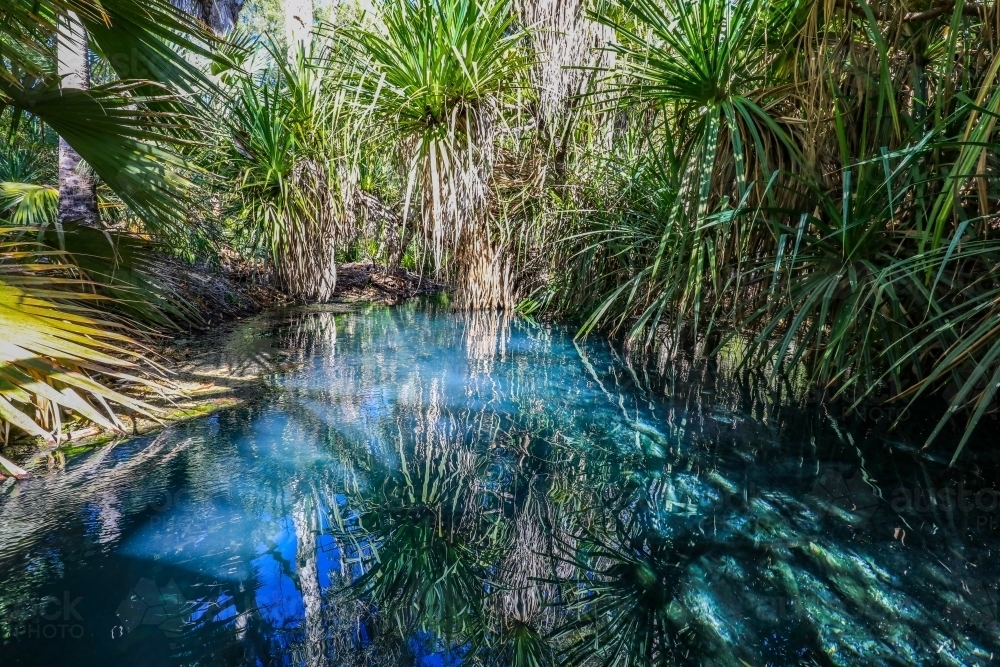 Bitter Springs natural thermal pool - Australian Stock Image