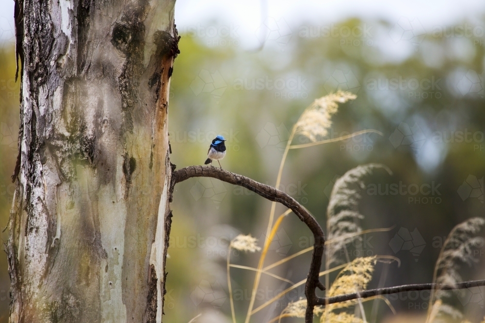 Black and blue wren sitting on a stick - Australian Stock Image