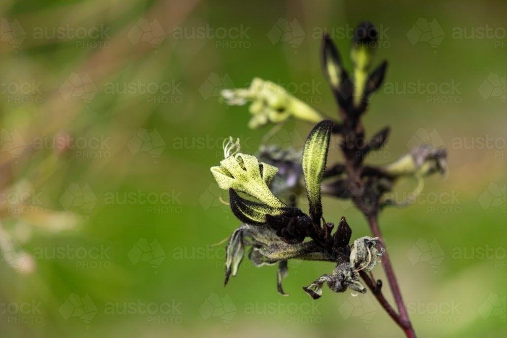 black and green kangaroo paw - Australian Stock Image