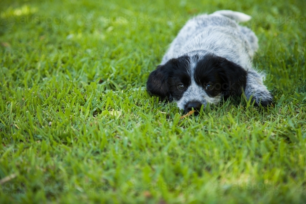 Black and grey cross breed puppy on the green lawn - Australian Stock Image