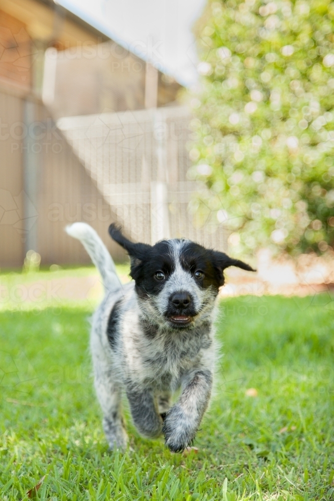 Black and grey cross breed puppy running on the green lawn - Australian Stock Image