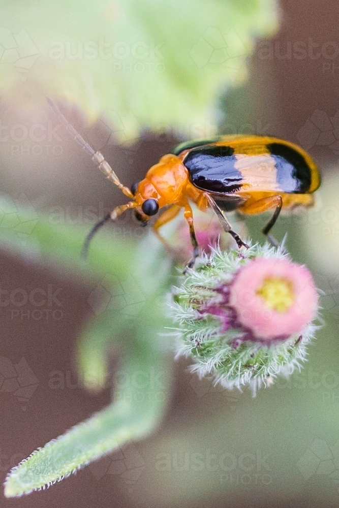 Black and orange pumpkin beetle on thistle flower - Australian Stock Image