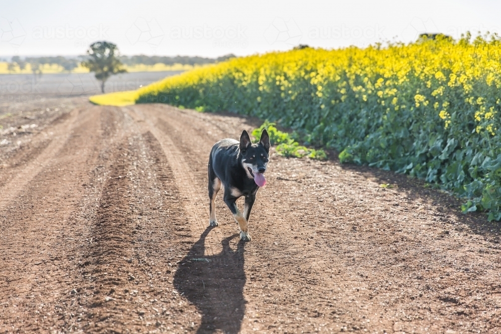 Black and tan Australian kelpie sheep dog running on dirt road on farm next to canola paddock - Australian Stock Image