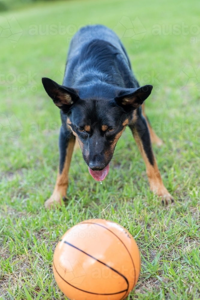 Black and tan kelpie playing with ball on farm - Australian Stock Image