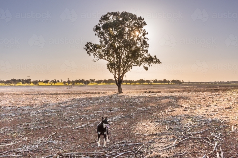 Black and tan kelpie standing in front of tree in bare paddock after harvest - Australian Stock Image
