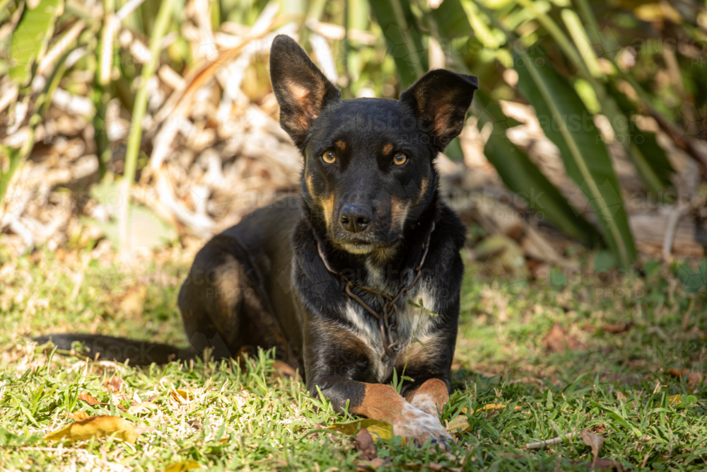 black and tan kelpie waiting patiently - Australian Stock Image