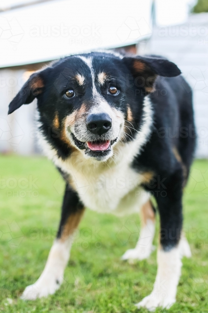 Black and white border collie dog standing - Australian Stock Image