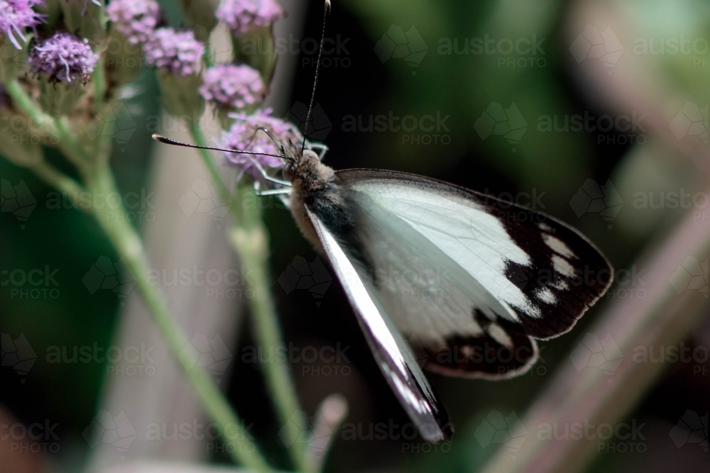 Black and white butterfly on a purple flower - Australian Stock Image