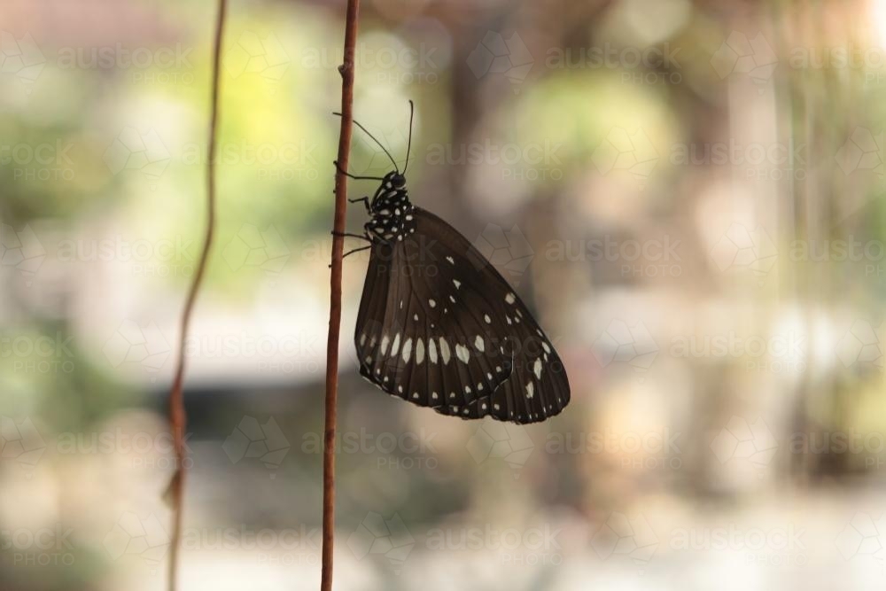 Black and white butterfly on a twig - Australian Stock Image
