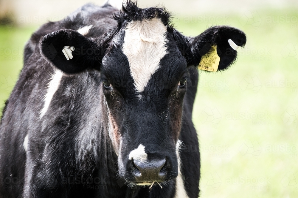 Black and white calf in the paddock - Australian Stock Image