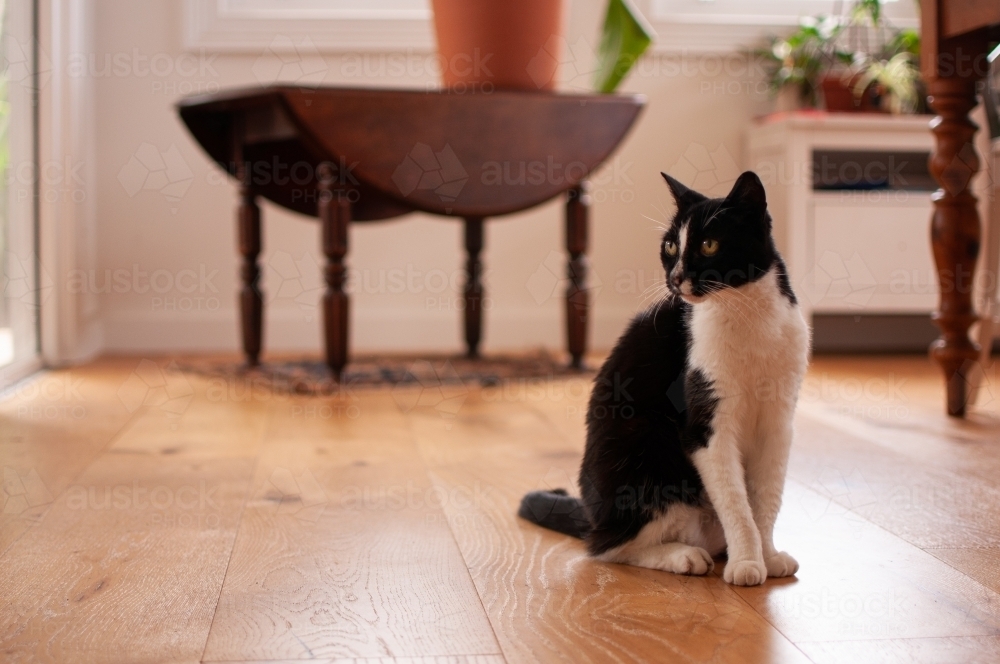 Black and white cat sitting inside looking to side - Australian Stock Image