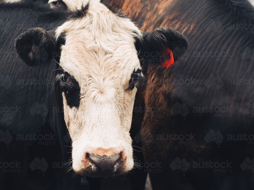 Black and white cow closeup - Australian Stock Image