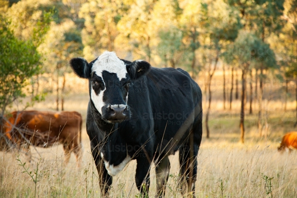 Black and white cow in country paddock with warm light - Australian Stock Image