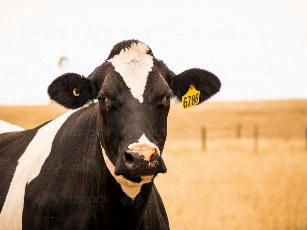 Image of Black and white dairy cow standing in the paddock Austockphoto