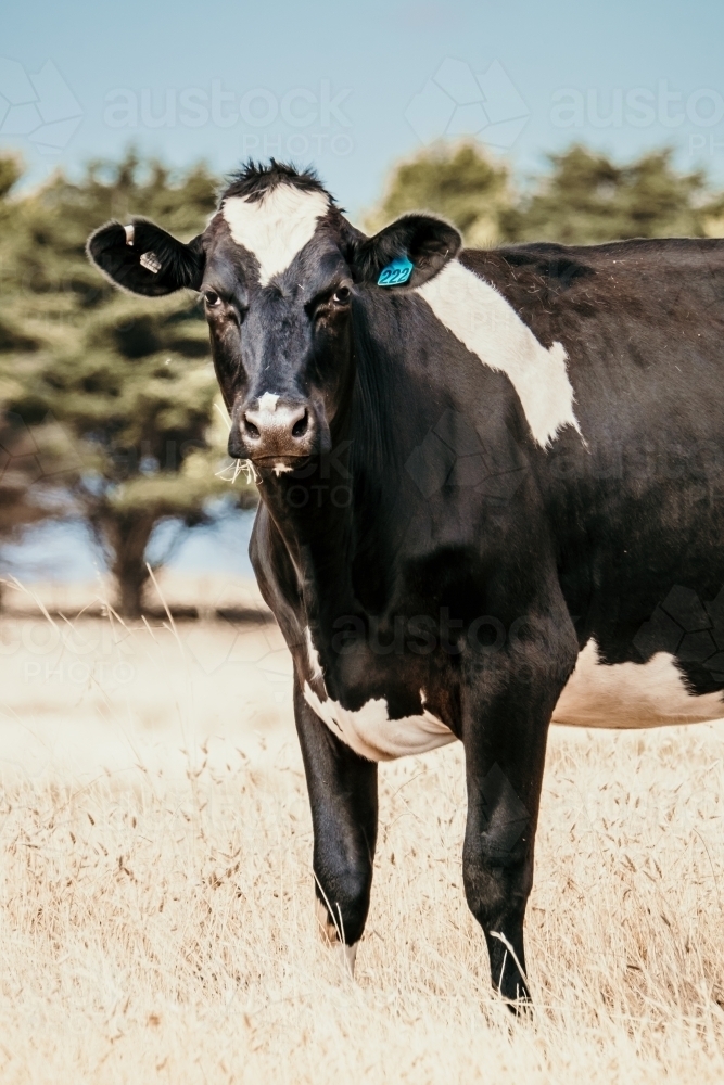 Black and white dairy cow standing in the paddock - Australian Stock Image
