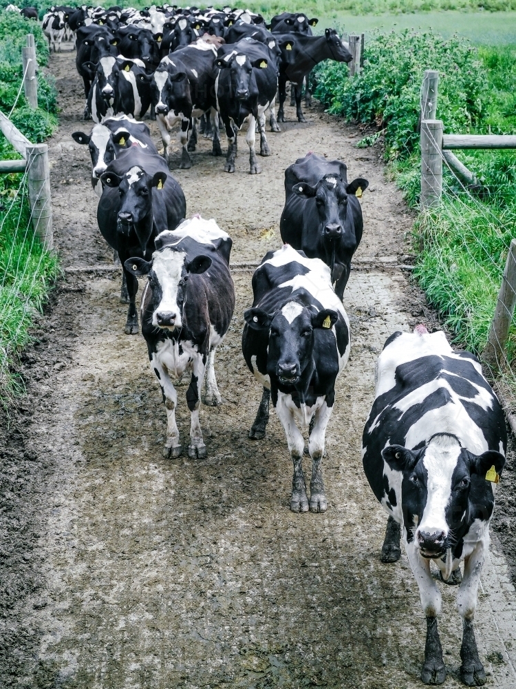 Black and white dairy herd walking into milking shed - Australian Stock Image