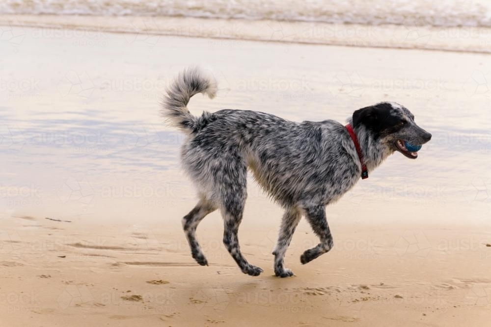 Black and white dog playing with ball on a beach - Australian Stock Image