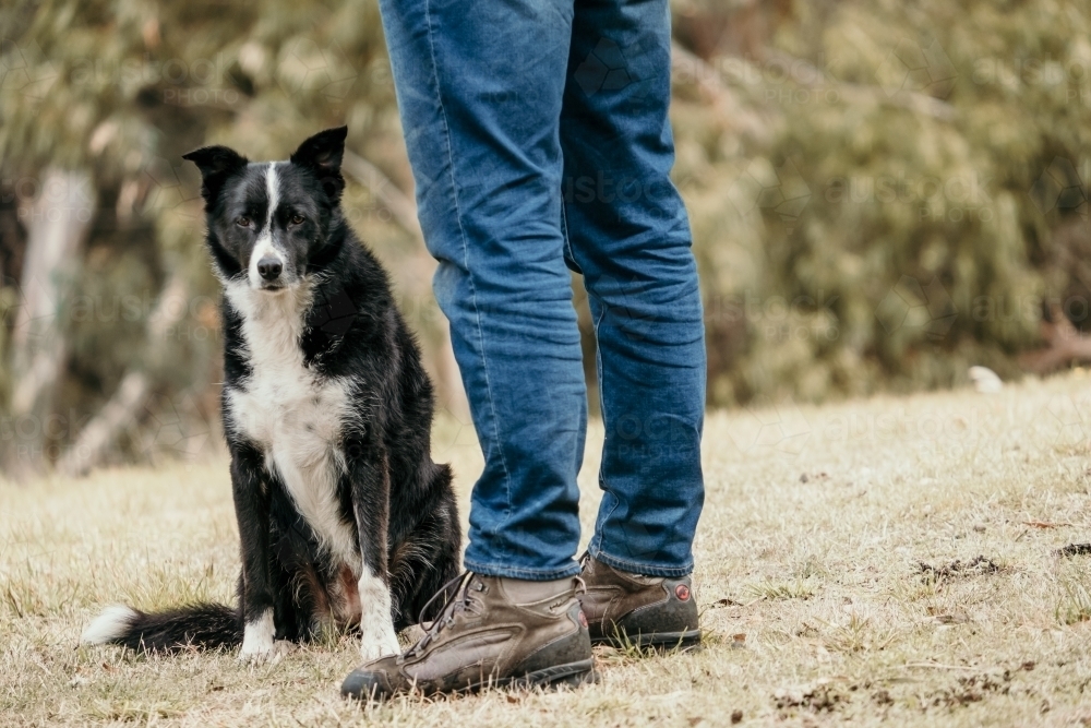 Black and white dog sitting at owners feet - Australian Stock Image