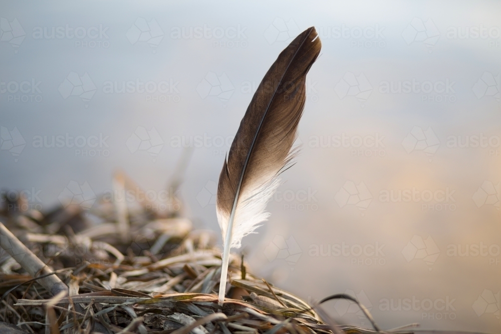 Black and White feather with textural elements - Australian Stock Image