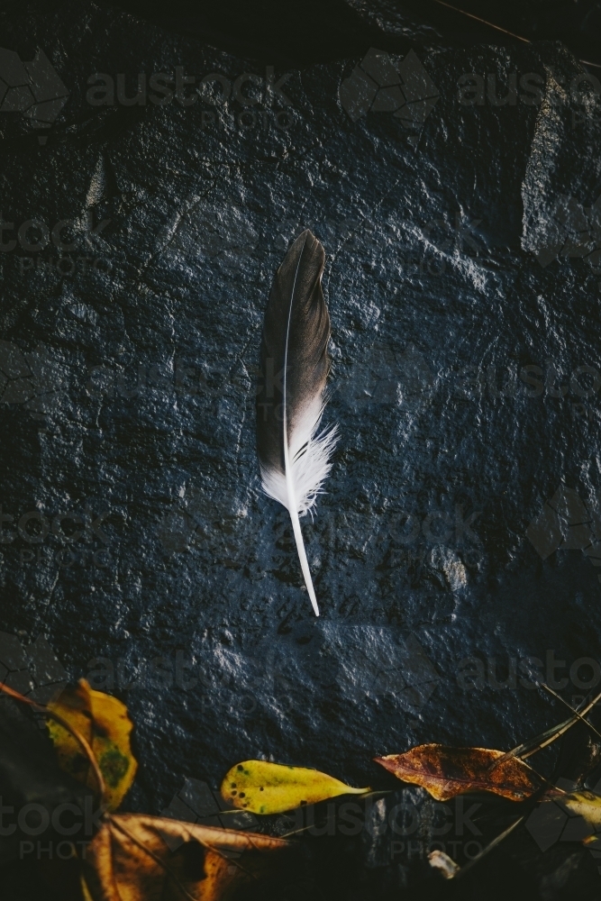 Black and White feather with textural elements - Australian Stock Image